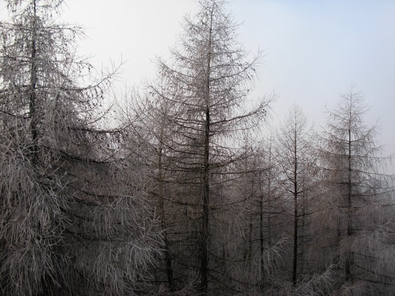 Winterliches Waldgebiet bei Neuenrade vor dem Orkan Kyrill, aufgenommen am