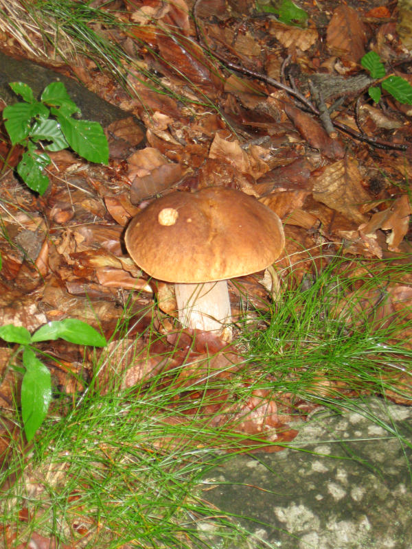 Ein Steinpilz anfang Juli im Zschopautal 