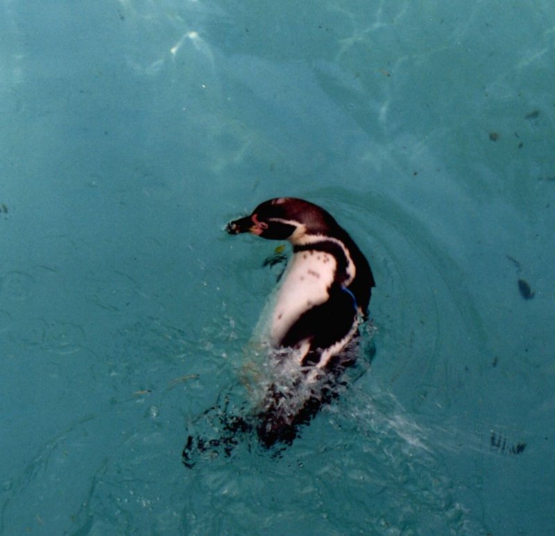 Pinguin im Krefelder Zoo -  krieg ich nun endlich mein Seepferdchen ? 