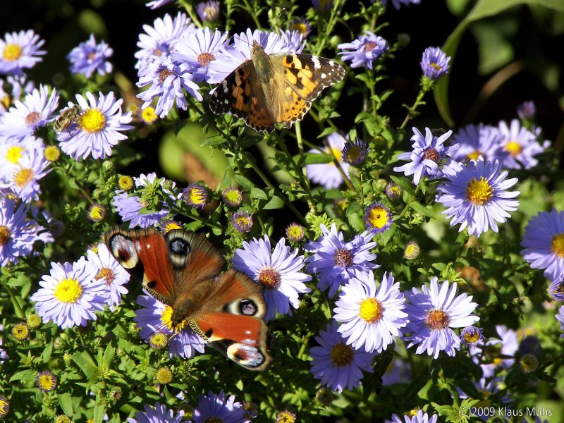 Wundersch�ner Altweibersommer im eigenen Garten: Inachis io und Vanessa cardui