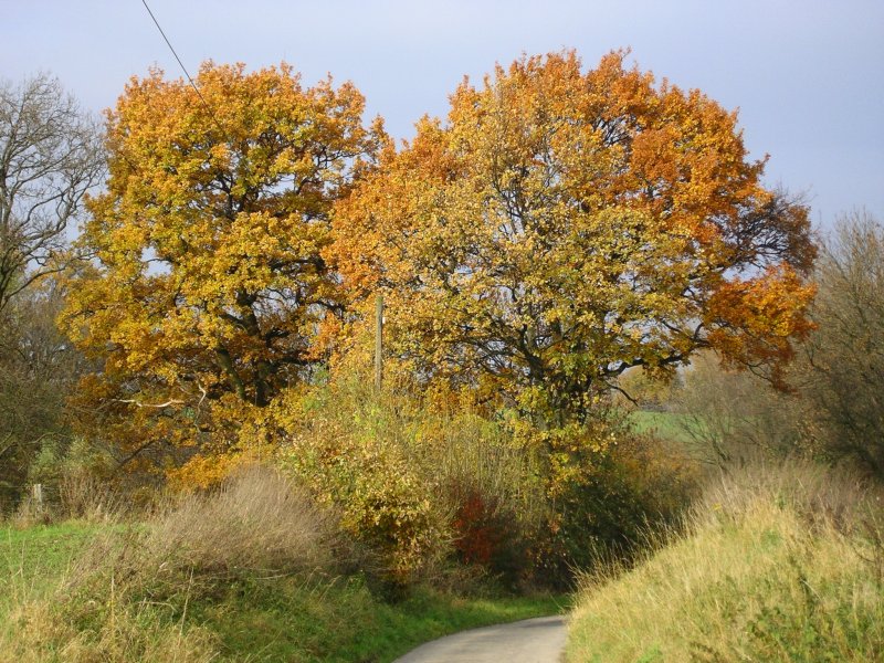 Herbstlich in Holzwickede.(06.11.2008)  