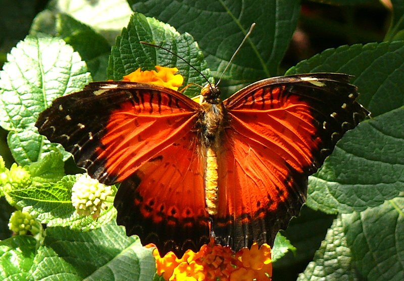 Schmetterling am 15.07.2008 in Wilhelma/Stuttgart