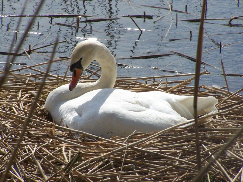 Schwan auf dem Nest
Aufgenommen am 15 April 09