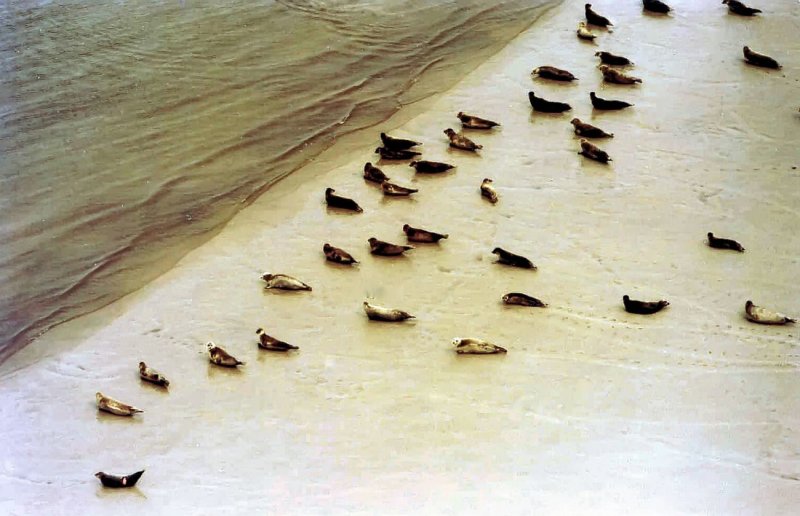 Seehunde beim Sonnenbad auf einer Sandbank in der Nordsee - Sommer 1984.