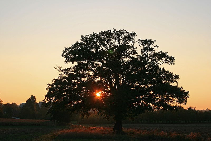 Sonnenuntergang auf einem Feld bei Stuttgart-M�hringen, gesehen beim Stra�enbahn-fotografieren am