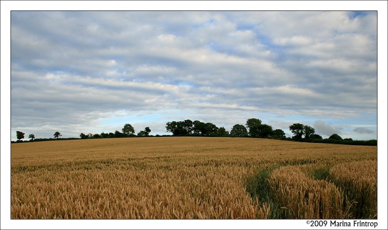 Sptsommer - Felder in der Nhe von Bath, Somerset UK.
