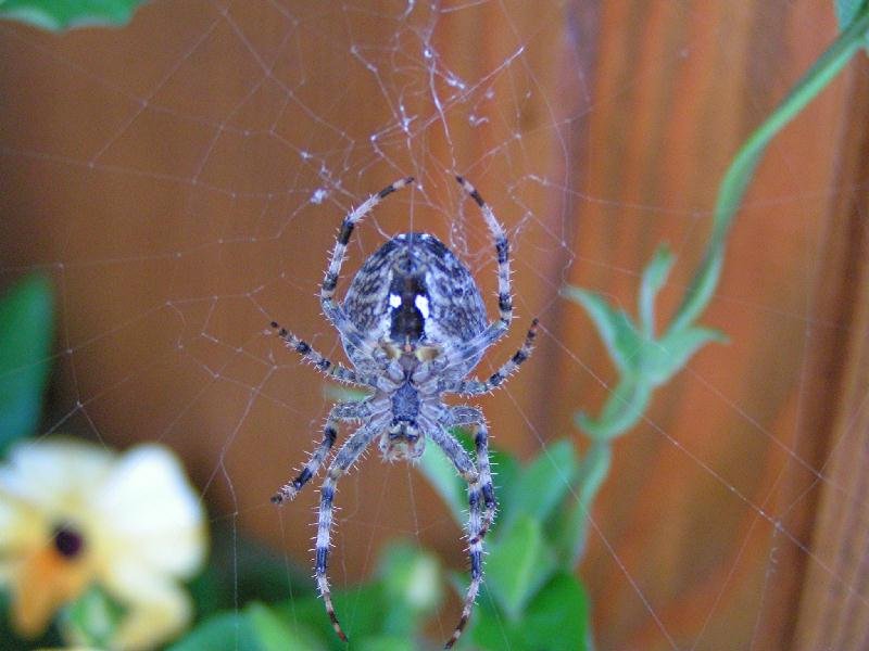 Spinne beim Netzbau