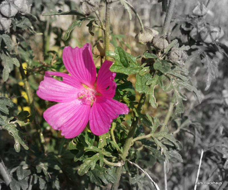 Diese sch�ne Bl�te konnte ich am 27.09.09 mit einem Makrofoto