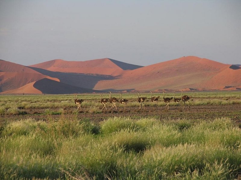 Strauvgel bei Sossusvlei in Namibia am 5-3-2009.
