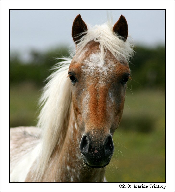 Sturmfrisur - Pferd auf einer Weide in Cornwall.