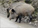 Im Wildgehege in Coo kann man die Wildschweine hautnah erleben. 05.04.09 (Jeanny)