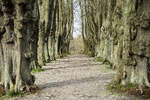Allee von Lindenbäumen im Norburger Schlosspark auf der Insel Alsen (Nordschleswig). Aufnahme: 18. März 2024.

