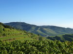 Blick auf die Weinterrassen im Kaiserstuhl, im Tal der Weinort Oberbergen, Sept.2016
