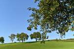 Streuobstbäume in Reichenbuch. Wenn man im Odenwald unterwegs ist, stößt man immerwieder auf Streuobstwiesen und Obstbäume an Feld- und Wegesrändern. So auch hier am Samstag den 14.8.2021