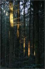 . Wenn ein bisschen Sonnenlicht in den Wald fällt -

kann es auch zu einem schrägen Lichtstreifen kommen.
Im Schwäbischen Wald bei Schwäbisch Gmünd.

14.12.2015 (M)
