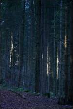 . Wenn ein bisschen Sonnenlicht in den Wald fällt -

heben sich einzelne Bäume hervor.
Im Schwäbischen Wald bei Schwäbisch Gmünd.

14.12.2015 (M)