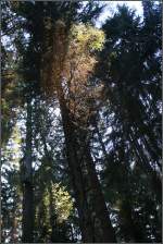 . Wenn ein bisschen Sonnenlicht in den Wald fällt -

leuchtet manches hervor.
Im Schwäbischen Wald bei Schwäbisch Gmünd.

14.12.2015 (M)