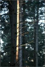 . Wenn ein bisschen Sonnenlicht in den Wald fällt -

wird ein einzelner Baum angestrahlt.
Im Schwäbischen Wald bei Schwäbisch Gmünd.

14.12.2015 (M)