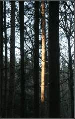 . Wenn ein bisschen Sonnenlicht in den Wald fällt -

wird ein einzelner Baum angestrahlt.

Im Schwäbischen Wald bei Schwäbisch Gmünd.

14.12.2015 (M)
