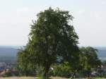 Ein Baum in der Nhe von Karlsruhe auf einem Segelflugplatz.
