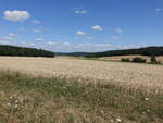 Getreidefelder bei Reyersbach im Besengau, Lkr.