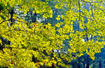 Herbstsonne und Buchenblätter im Park Sanssouci in Potsdam.