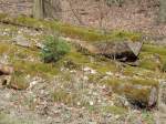 Heute entdeckt im Kaufunger Wald:Aus moosbewachsenen alten Baumstmmen wchst dieses niedliche Bumchen heraus (21.4.2013).