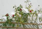 Rosen blhen mitten im Winter,ein seltener Anblick!Aufgenommen 2006!Weitere Bilder unter: http://picasaweb.google.de/gerdsimmer