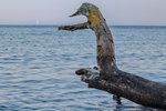 Der abgestorbene Ast eines Baumes ragt an den Wissower Klinken in die Ostsee.