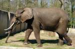 Elefant im Rostocker Zoo