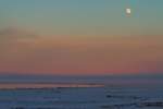 Whrend die Wasservgel am Eisrand ausharren, beleuchtet der Mond die Szenerie. - 25.01.2013
