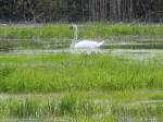 Ein einsamer Schwan auf einem Teich den sich die Natur zurck erobert hat