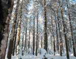 Winterlicher Zauberwald der Achtermannshhe im  Nationalpark Harz; Aufnahme vom Nachmittag des 05.02.2012: ein sterbendes Waldgebiet, ehemals Fichtenmonokultur, in anderen Jahreszeiten wie eine Art