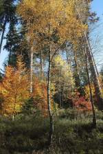 Bunter Herbstwald bei Braunlage; Aufnahme vom Nachmittag des 22.10.2013 auf dem Wanderweg zwischen Braunlage und dem Silberteich...