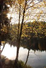 Buntes Herbstlaub im Gegenlicht der Oktobersonne: Bume am Ufer des Silberteichs am Nachmittag des 22.10.2013...