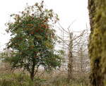 Das Leben und der Tod; eine Eberesche, prall voll mit ihren roten traubenartig angeordneten Früchten, vor dem toten Fichtenwald.