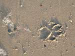 Hundepfote - ein Abdruck im Sand.