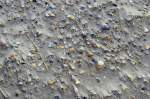 Muscheln i Sand an der Nordostküste von Norderney.