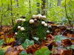 Auf einem Moosbewachsenen Baumstumpf scheinen sich die Pilze im Herbstwald sehr wohl zu fhlen.