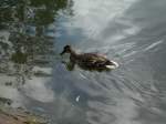 Eine Ente im Wassergraben eines Schlosses irgendwo im Mnsterland am 19.06.2004.
