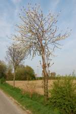 Ausgleichspflanzung in der Nhe von Jchen Drseln, an der Gaspumpstation.
Hier ist ein blhender Kirschbaum zu sehen. 19.4.2010