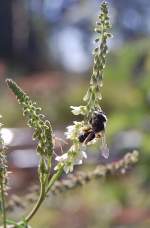Eine kleine Wildbiene an einem Bltenzweig einer Wildpflanze.
Direkt neben einer Bahnstrecke mit regem Verkehr. Am 18.7.2010