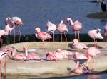 Flamingos im Gelsenkirchener Zoo am 1.