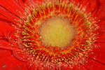 Blick ins Zentrum einer rot blühenden Blume.
