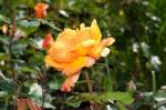gelbe Rose, gesehen auf der Landesgartenschau NRW in Hemer