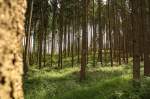 Waldstück bei Nunkirchen/Saar, ehemaliger Forst, das an die Natur zurückgegeben wurde.