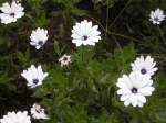 Diese Blumen  habe ich im Deutsch-Franzsichen-Garten in Saarbrcken gesehen. Leider wei ich den Namen nicht.