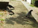 Auf dem Bild sind 3. Tauben zu sehen, die sich einen ruhigen Platz gesucht haben. Die Aufnahme wurde am Ludwigsplatz in Saarbrcken gemacht.