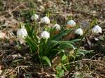 Märzenbecher auch Frühlings-Knotenblume (Leucojum vernum), Märzbecher, Märzglöckchen oder Großes Schneeglöckchen genannt; im Polenztal (Sächsische Schweiz); 18.03.2015

