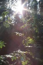 Blick am 24.09.2011 vom  Urwaldsteig  am Brocken in den Wald: Ebereschen im flutenden Gegenlicht der Sptsommersonne